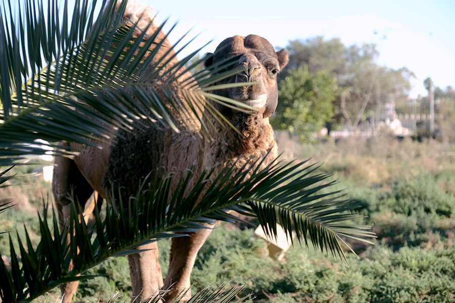 Kairouan, Tunisia 2019: new friend.