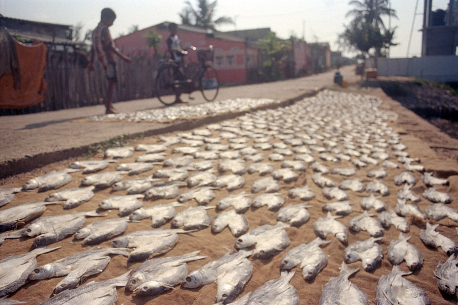 Jaffna, Sri Lanka 2014: Fish drying in the morning along Beach Road.